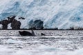 Tail of a humpback whale in the Antarctic Royalty Free Stock Photo