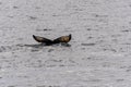 Tail of a humpback whale in the Antarctic Royalty Free Stock Photo