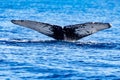 Tail of a humpback whale diving in the deep sea waters of Cabo San Lucas in Baja California Sur, Mexico Royalty Free Stock Photo