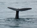 Tail of a Humpback whale Royalty Free Stock Photo