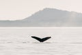 Tail of humpback whale, diving into sea water Royalty Free Stock Photo