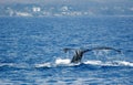 Tail Humpback Whale with island Royalty Free Stock Photo