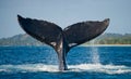 The tail of the humpback whale. Madagascar. St. Mary`s Island. Royalty Free Stock Photo