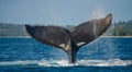 The tail of the humpback whale. Madagascar. St. Mary`s Island. Royalty Free Stock Photo