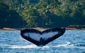 The tail of the humpback whale. Madagascar. St. Mary`s Island. Royalty Free Stock Photo