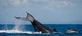 The tail of the humpback whale. Madagascar. St. Mary`s Island. Royalty Free Stock Photo