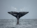 The tail of the humpback whale. Madagascar. St. Mary`s Island. Royalty Free Stock Photo