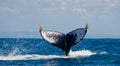 The tail of the humpback whale. Madagascar. St. Mary`s Island. Royalty Free Stock Photo