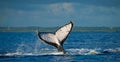 The tail of the humpback whale. Madagascar. St. Mary`s Island. Royalty Free Stock Photo