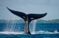 The tail of the humpback whale. Madagascar. St. Mary`s Island. Royalty Free Stock Photo