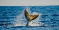 The tail of the humpback whale. Madagascar. St. Mary`s Island. Royalty Free Stock Photo