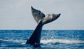 The tail of the humpback whale. Madagascar. St. Mary`s Island. Royalty Free Stock Photo