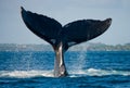 The tail of the humpback whale. Madagascar. St. Mary`s Island. Royalty Free Stock Photo