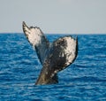 The tail of the humpback whale. Madagascar. St. Mary`s Island. Royalty Free Stock Photo