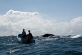 Tail of humpback whale and tourist boat in Samana, Dominican rep