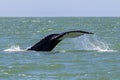 Tail of humpback whale, water streaming off flukes. Ocean, sky in background. Royalty Free Stock Photo