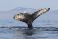 Tail humpback whale who dives into the water on the background o Royalty Free Stock Photo