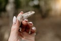 Tail of lizard in female hands.Beautiful reptile.Exotic tropical animals concept