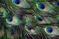 Tail peacock green texture wing Royalty Free Stock Photo