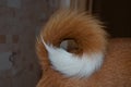 Tail of the puppy Basenji