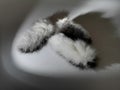 the tail of rabbit fur black silver white drop shadow