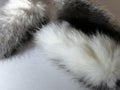 the tail of rabbit fur black silver white drop shadow