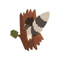 Tail of raccoon sticking out of hollow tree, hollowed out old tree and cute animal cartoon character inside vector