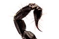 Tail scorpion venom