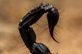 Tail scorpion venom