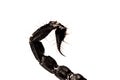 Tail scorpion venom Royalty Free Stock Photo