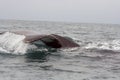 Tail Slap of a Humpback Whale Royalty Free Stock Photo