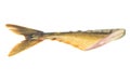 Tail smoked mackerel Royalty Free Stock Photo