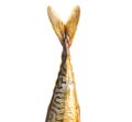 Tail of smoked fish mackerel Royalty Free Stock Photo