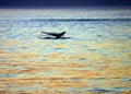 Tail of sounding whale