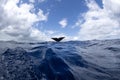 sperm whale, cachalot, physeter macrocephalus Royalty Free Stock Photo