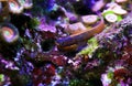 Tail-spot bleeny fish - Ecsenius stigmatura