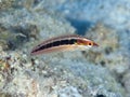 Tail-spot rainbow wrasse