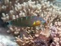 Tail-spot wrasse