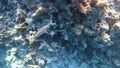 tail-spot wrasse, Halichoeres melanurus, colorful fish in red sea