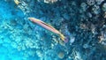 tail-spot wrasse, Halichoeres melanurus, colorful fish in red sea