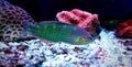 Hoeven`s Wrasse - Halichoeres melanurus