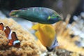 Tail-spot wrasse