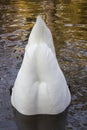 Tail swan in water Royalty Free Stock Photo
