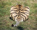 Tail of a tiger, a predator`s butt, a priest`s heart shape