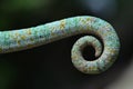 Tail of the veiled chameleon (Chamaeleo calyptratus).