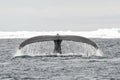 Tail view of Humpback whale Royalty Free Stock Photo