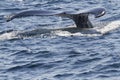 Tail of a Whale