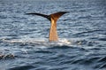 Tail whale close up, Norway