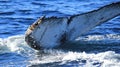 Tail of whale diving inside ocean splashing sea water Royalty Free Stock Photo