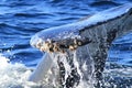 Tail of whale diving inside ocean splashing sea water Royalty Free Stock Photo